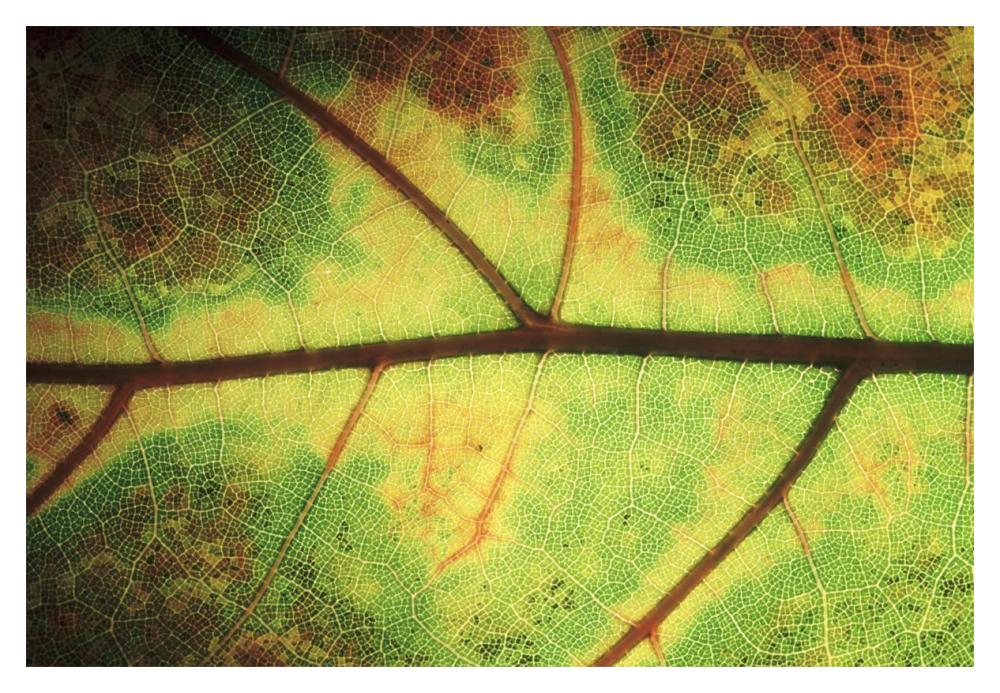 European Beech detail of leaf showing venation, Europe-Paper Art-20"x14"