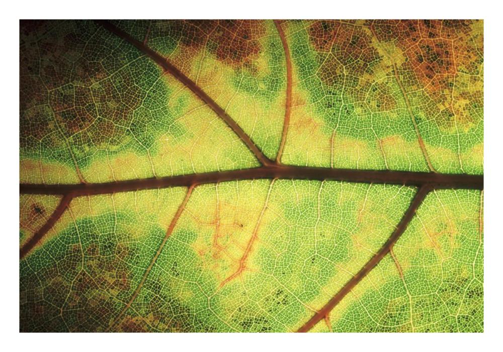 European Beech detail of leaf showing venation, Europe-Paper Art-26"x18"