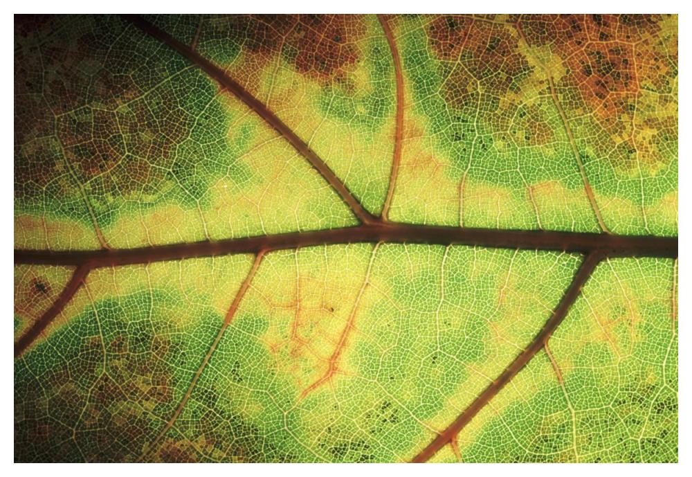 European Beech detail of leaf showing venation, Europe-Paper Art-50"x34"