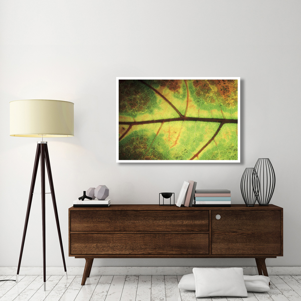 European Beech detail of leaf showing venation, Europe-Paper Art-50&quotx34"
