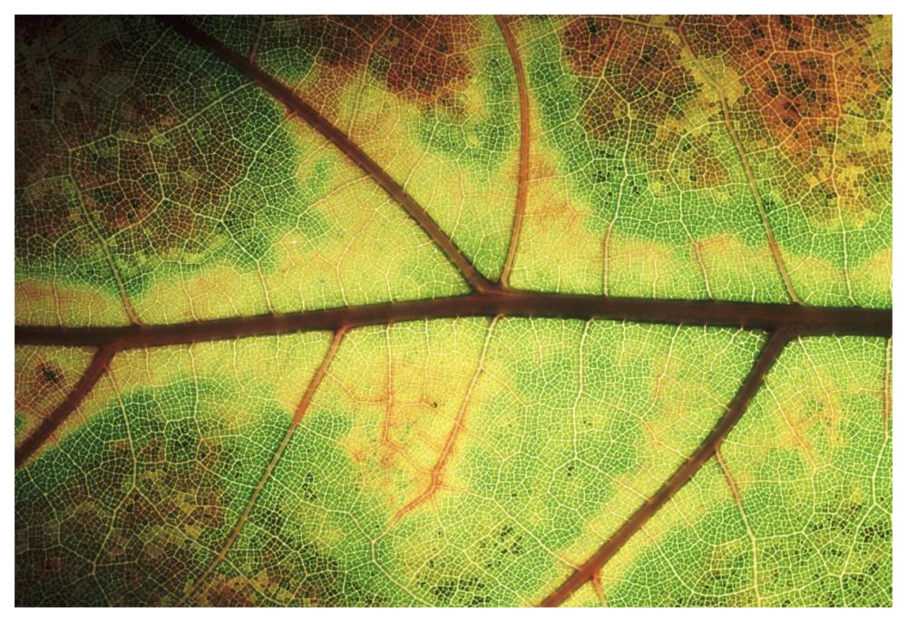 European Beech detail of leaf showing venation, Europe-Paper Art-62"x42"