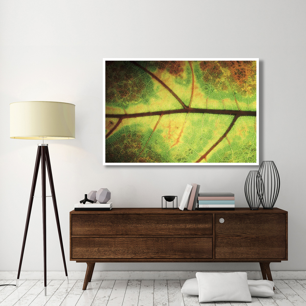European Beech detail of leaf showing venation, Europe-Paper Art-62&quotx42"