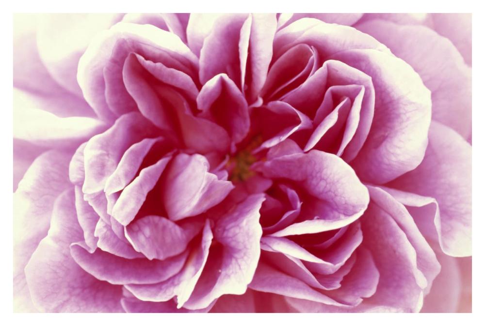 Rose detail of opening flower, North America and Europe-Paper Art-38"x26"