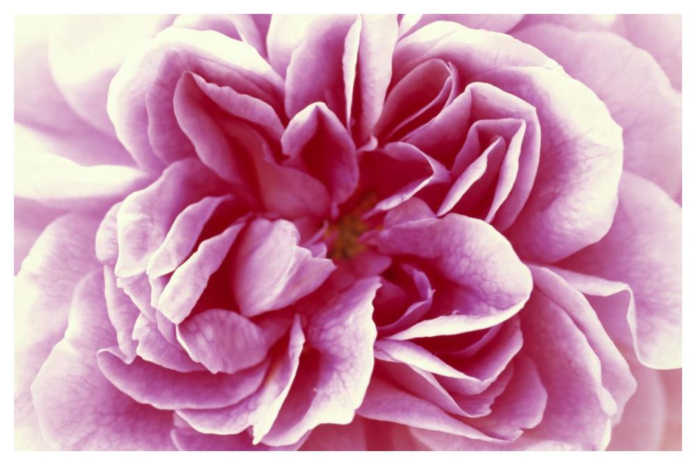 Rose detail of opening flower, North America and Europe-Paper Art-50"x34"