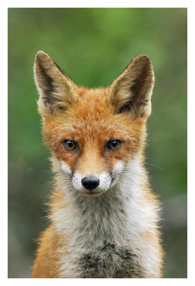Red Fox, Hoge Veluwe National Park, Gelderland, Netherlands-Paper Art-26"x38"