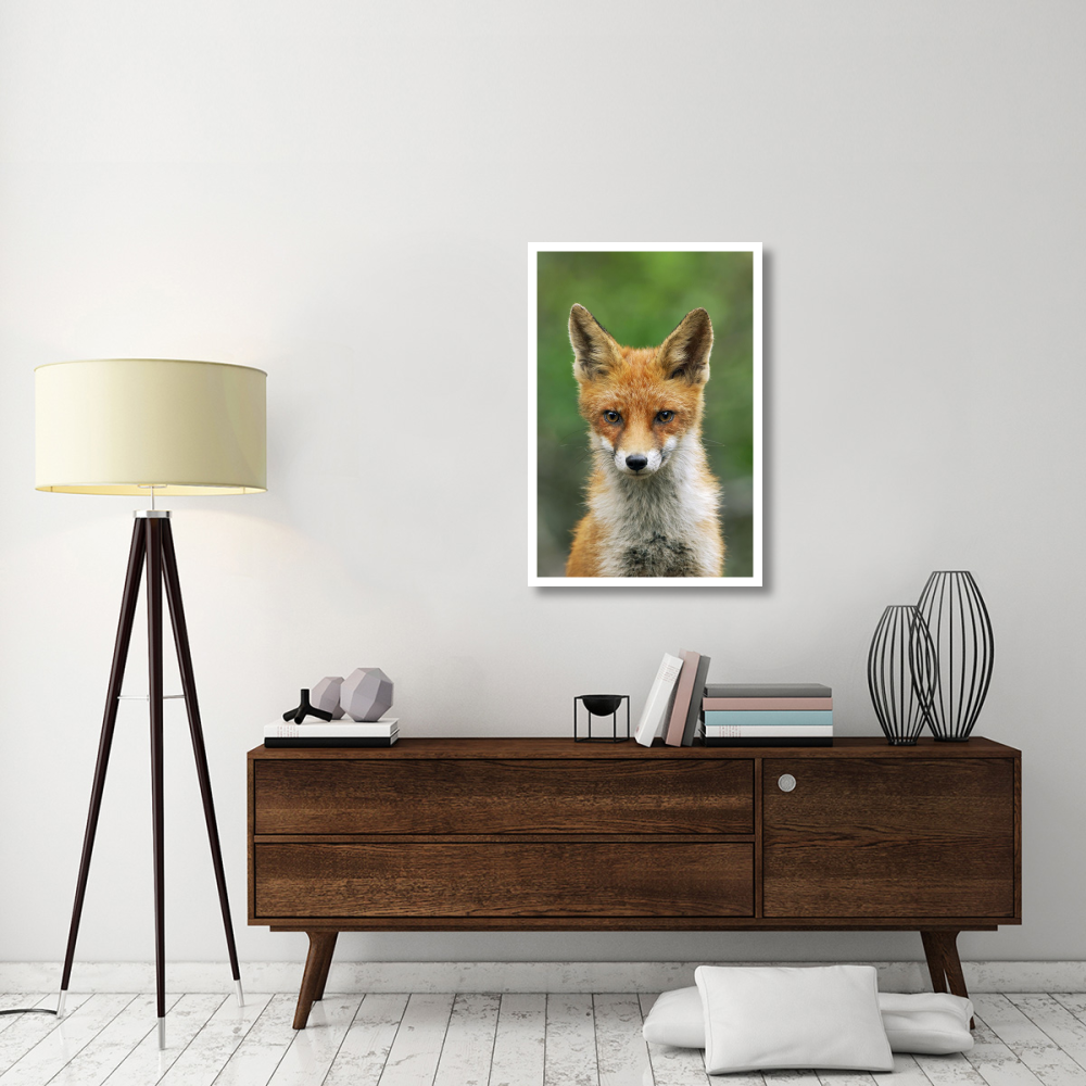 Red Fox, Hoge Veluwe National Park, Gelderland, Netherlands-Paper Art-26&quotx38"