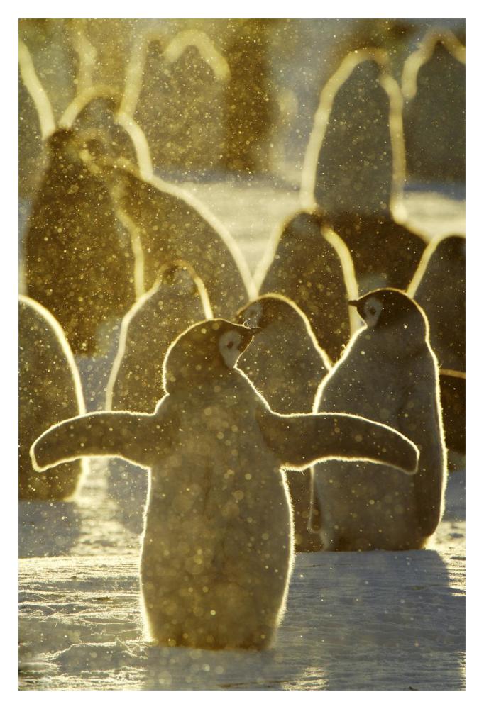 Emperor Penguin chicks, Riiser-Larsen Ice Shelf, Antarctica-Paper Art-14"x20"