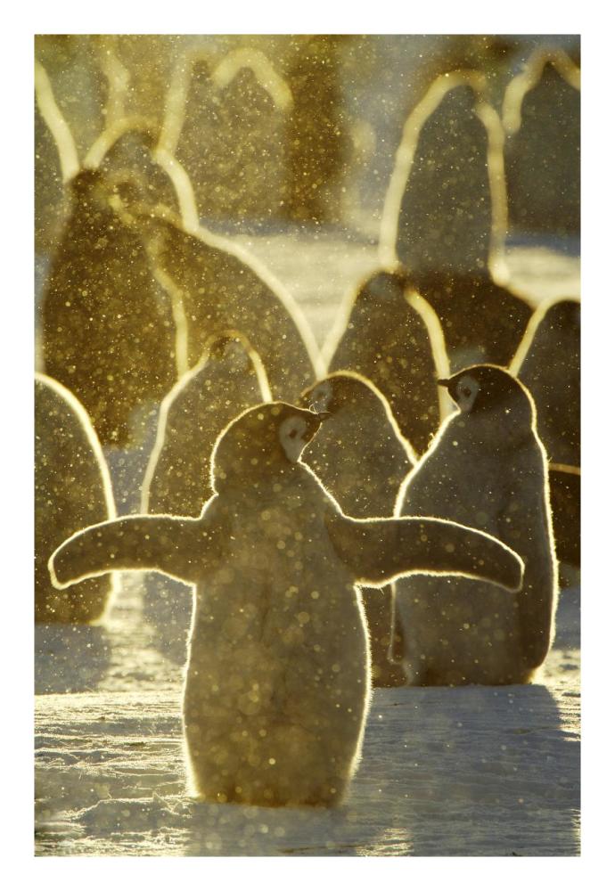 Emperor Penguin chicks, Riiser-Larsen Ice Shelf, Antarctica-Paper Art-18"x26"