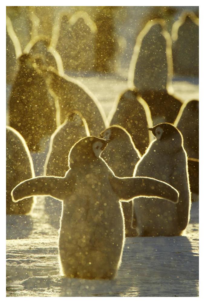 Emperor Penguin chicks, Riiser-Larsen Ice Shelf, Antarctica-Paper Art-34"x50"