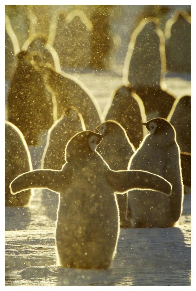 Emperor Penguin chicks, Riiser-Larsen Ice Shelf, Antarctica-Paper Art-42"x62"