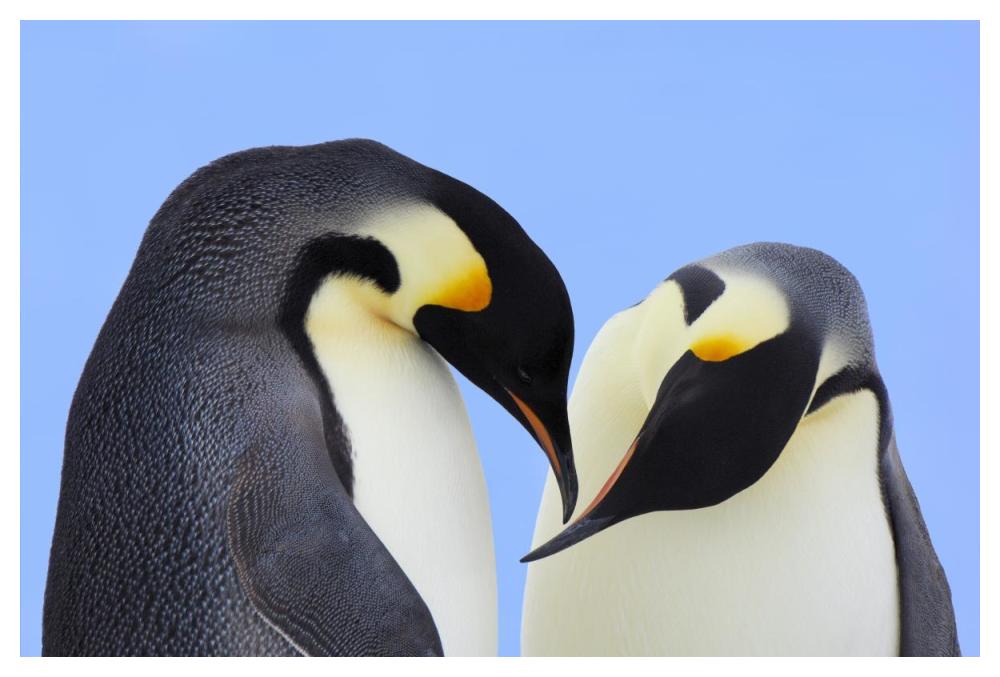 Emperor Penguin pair courting, Snow Hill Island, Antarctica-Paper Art-50"x34"