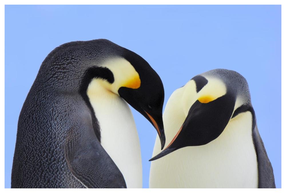 Emperor Penguin pair courting, Snow Hill Island, Antarctica-Paper Art-62"x42"