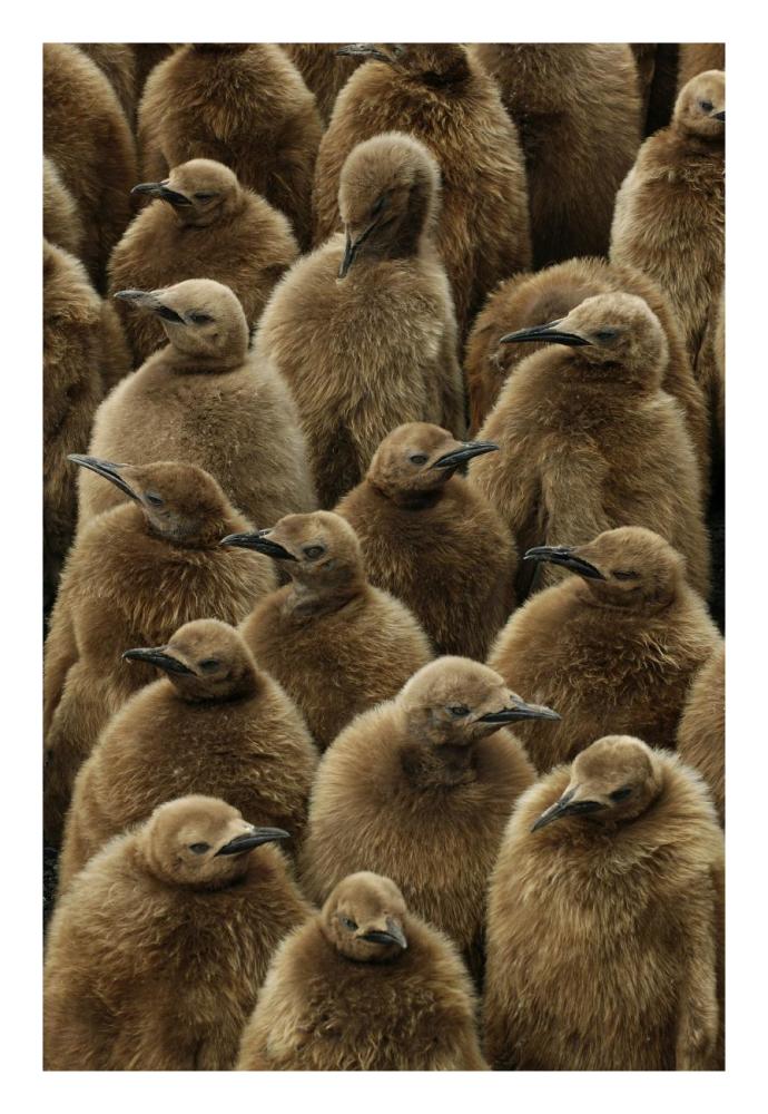 King Penguin chicks, Gold Harbor, South Georgia, Antarctica-Paper Art-18"x26"