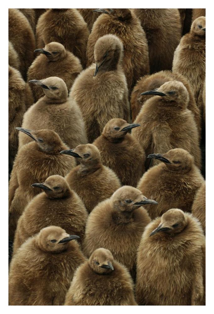 King Penguin chicks, Gold Harbor, South Georgia, Antarctica-Paper Art-26"x38"
