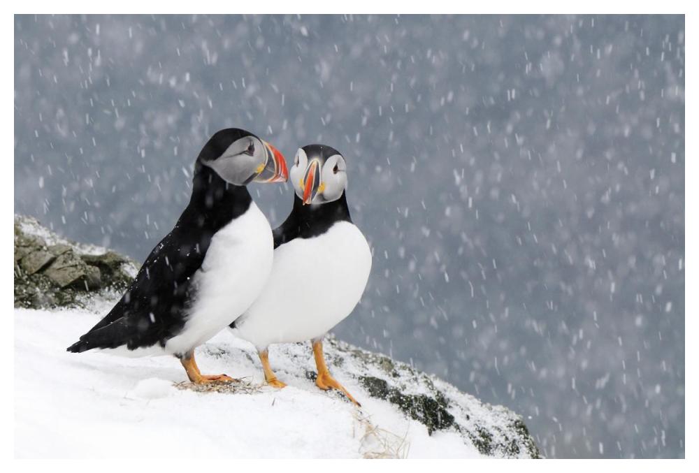 Two Atlantic Puffins, in snowfall, Hornoya, Varanger, Norway-Paper Art-50"x34"