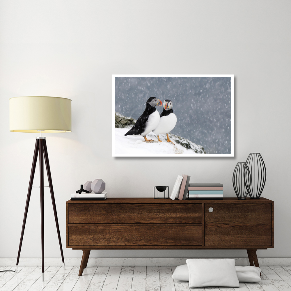 Two Atlantic Puffins, in snowfall, Hornoya, Varanger, Norway-Paper Art-50&quotx34"