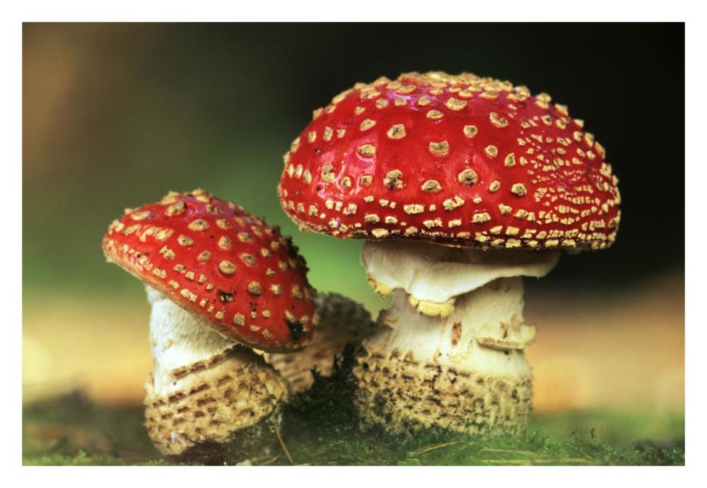 Fly Agaric pair, highly toxic, grows under pine trees, Europe-Paper Art-32"x22"