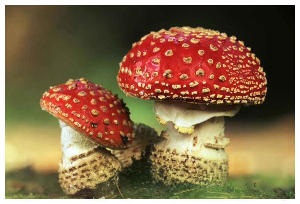 Fly Agaric pair, highly toxic, grows under pine trees, Europe-Paper Art-62"x42"