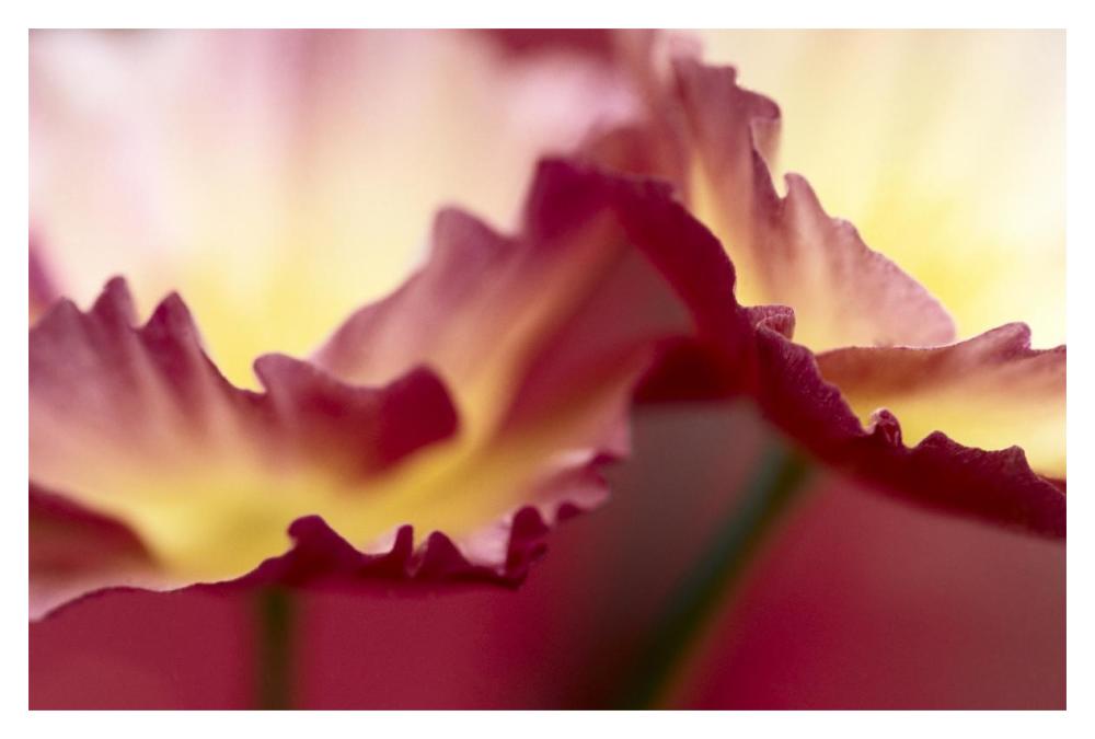 Detail of crimson colored rose petals, North America and Europe-Paper Art-20"x14"