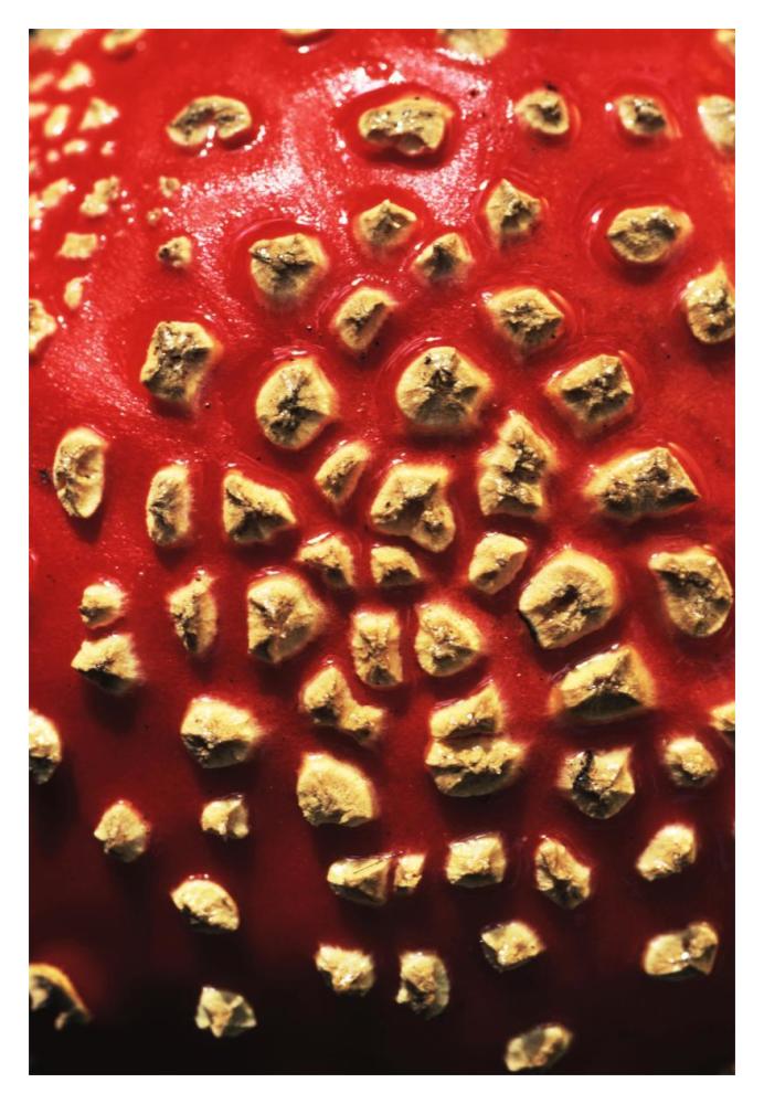 Fly Agaric detail, highly toxic, grows under pine trees, Europe-Paper Art-14"x20"