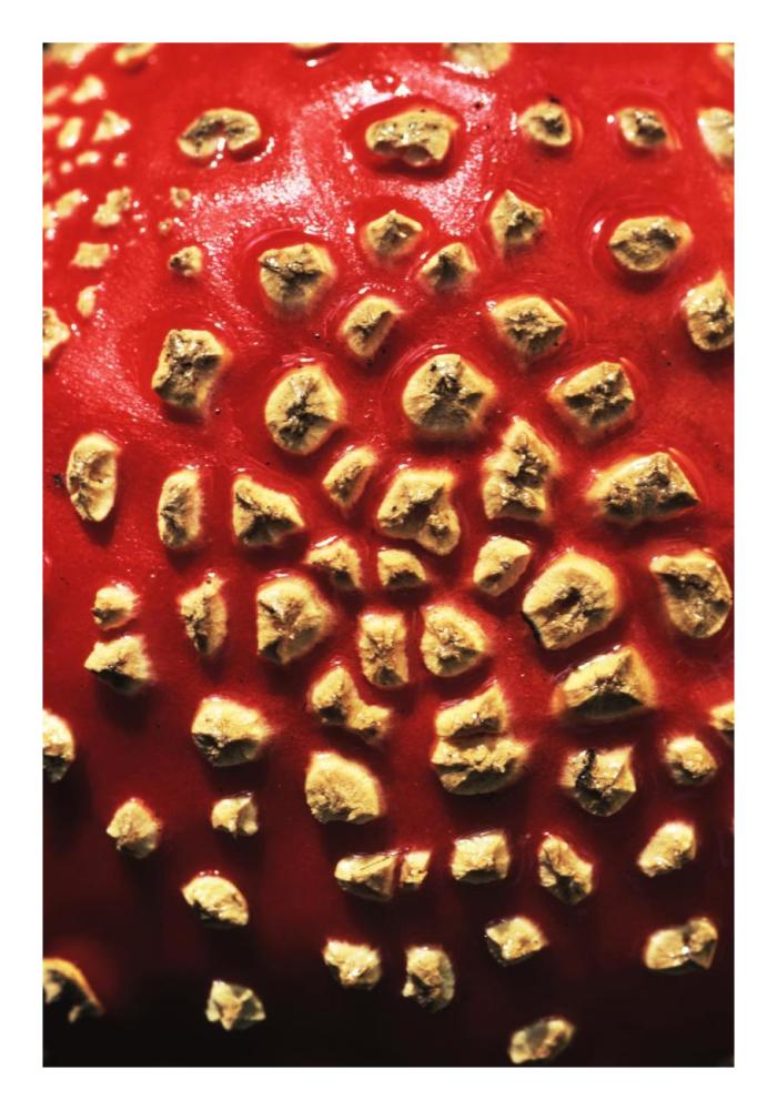 Fly Agaric detail, highly toxic, grows under pine trees, Europe-Paper Art-18"x26"