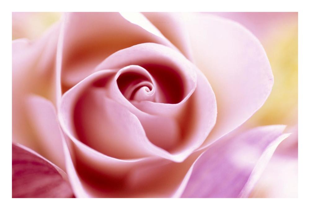 Rose close up of pink flower in a bouquet, North America and Europe-Paper Art-26"x18"