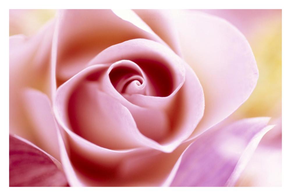 Rose close up of pink flower in a bouquet, North America and Europe-Paper Art-32"x22"