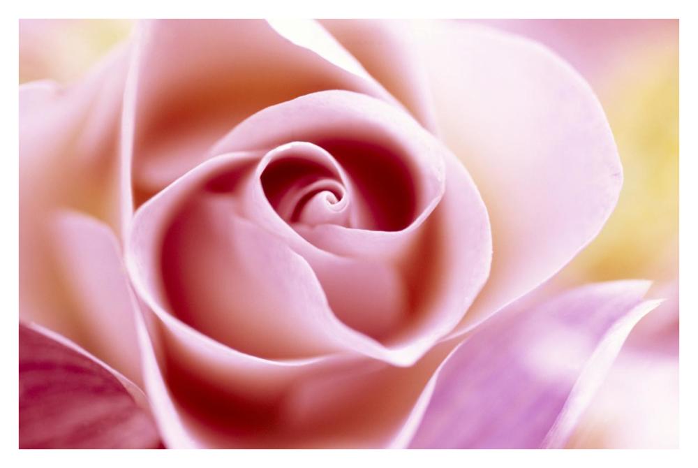 Rose close up of pink flower in a bouquet, North America and Europe-Paper Art-38"x26"
