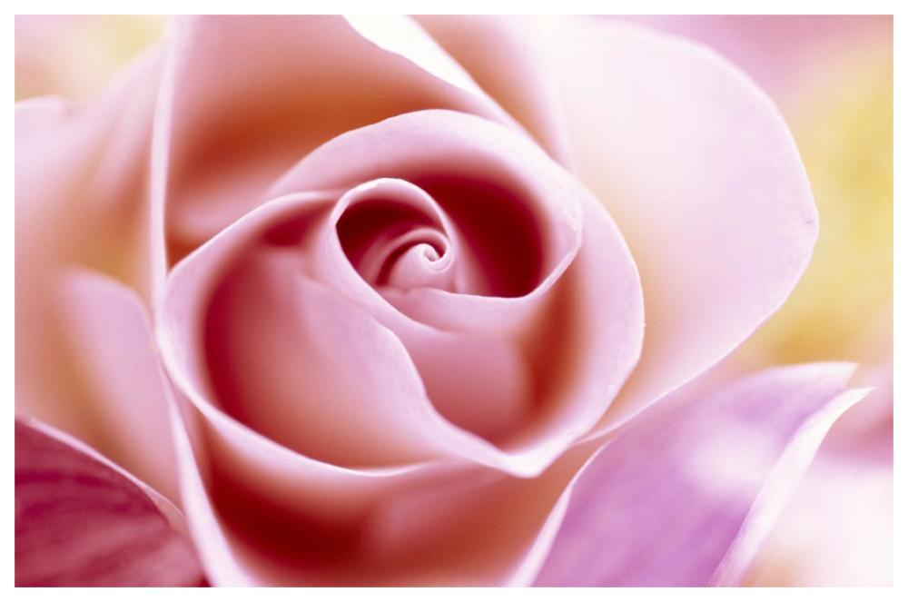 Rose close up of pink flower in a bouquet, North America and Europe-Paper Art-62"x42"