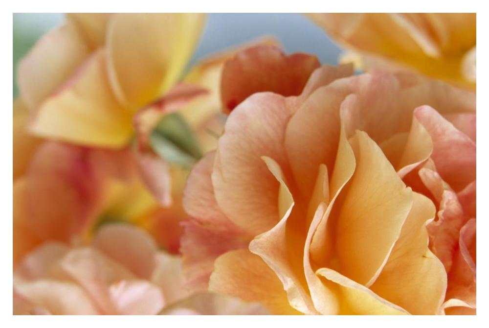 Rose detail of yellow flowers in a bouquet, North America and Europe-Paper Art-20"x14"