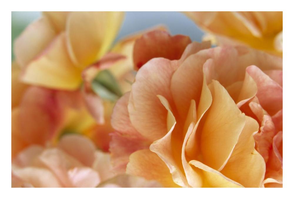 Rose detail of yellow flowers in a bouquet, North America and Europe-Paper Art-26"x18"