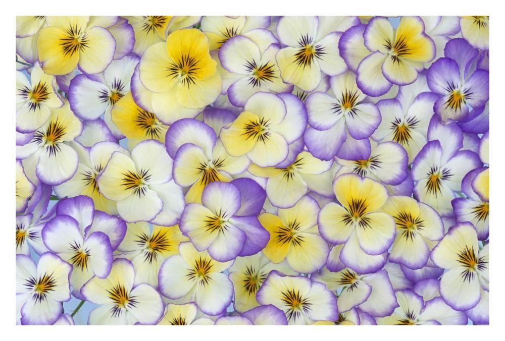 Violet flowers in white, yellow and purple, Europe and North America-Paper Art-32"x22"