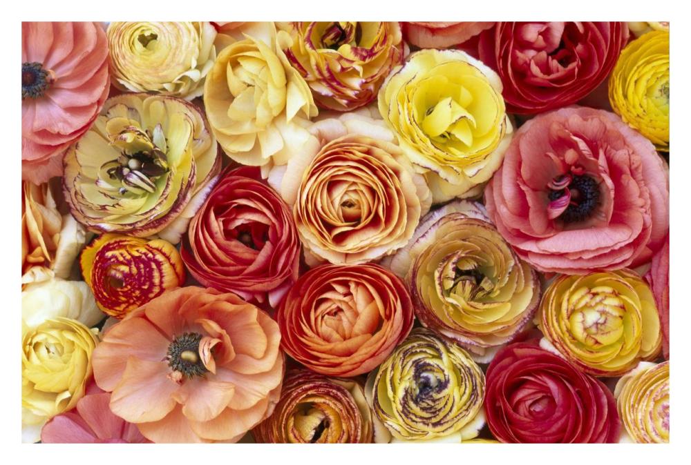 Buttercup flowers, close up of a group of orange, pink, yellow and red flowers-Paper Art-32"x22"