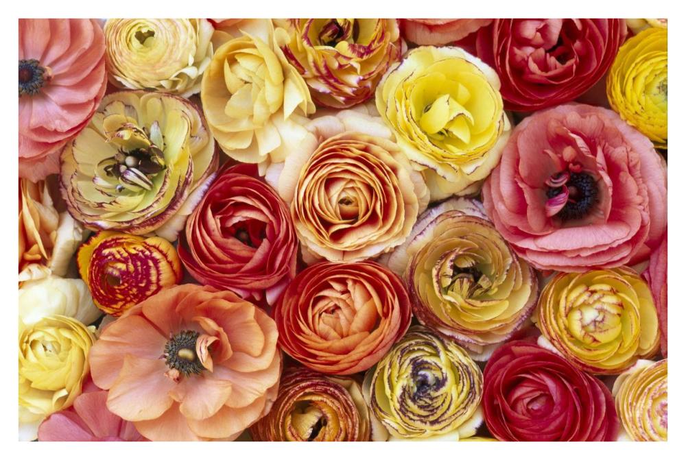 Buttercup flowers, close up of a group of orange, pink, yellow and red flowers-Paper Art-38"x26"