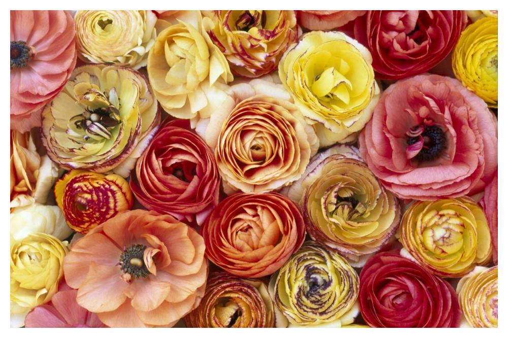 Buttercup flowers, close up of a group of orange, pink, yellow and red flowers-Paper Art-50"x34"