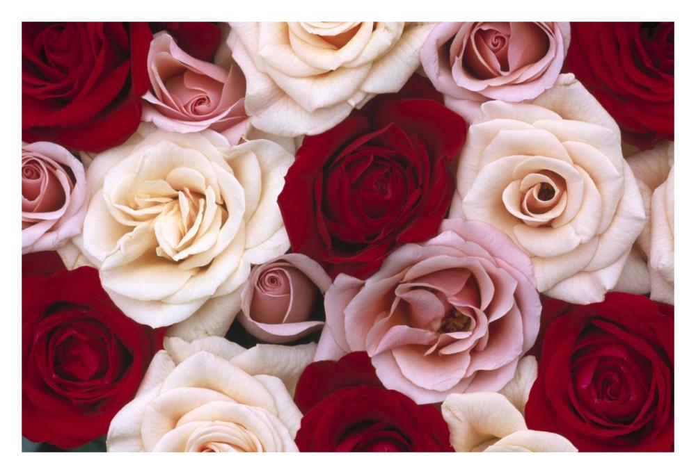 Rose flowers, close up of many different colored Roses, North America and Europe-Paper Art-32"x22"
