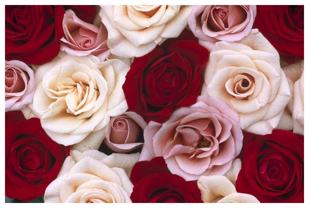 Rose flowers, close up of many different colored Roses, North America and Europe-Paper Art-62"x42"