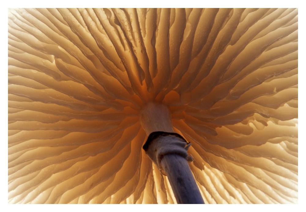 Porcelain Mushroom or Poached Egg Fungus detail of gills on the underside, Europe-Paper Art-20"x14"