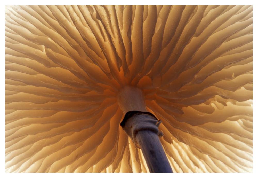 Porcelain Mushroom or Poached Egg Fungus detail of gills on the underside, Europe-Paper Art-50"x34"