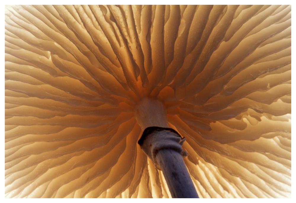 Porcelain Mushroom or Poached Egg Fungus detail of gills on the underside, Europe-Paper Art-62"x42"