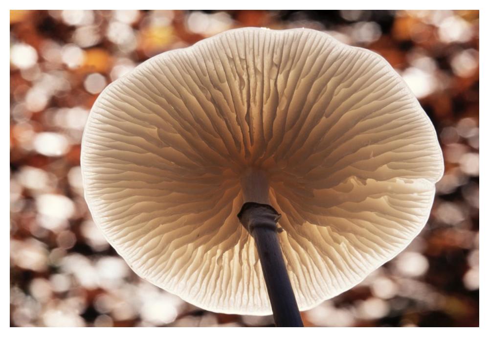 Porcelain Mushroom or Poached Egg Fungus detail of gills on the underside, Europe-Paper Art-50"x34"