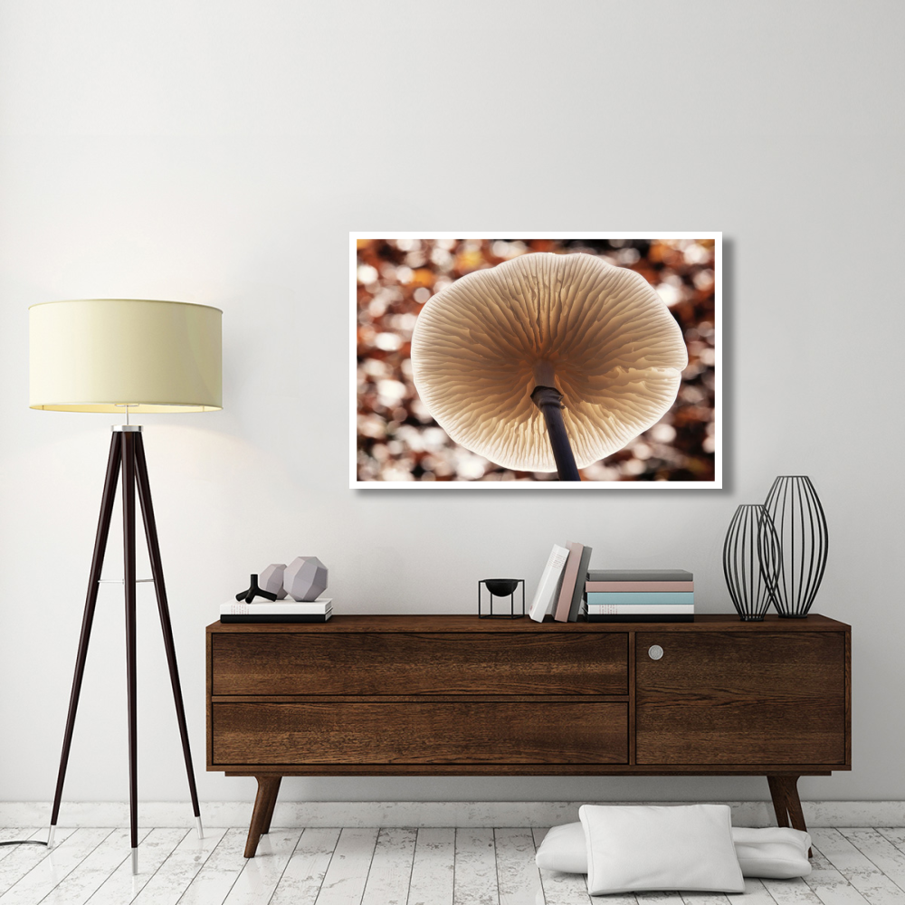 Porcelain Mushroom or Poached Egg Fungus detail of gills on the underside, Europe-Paper Art-50&quotx34"