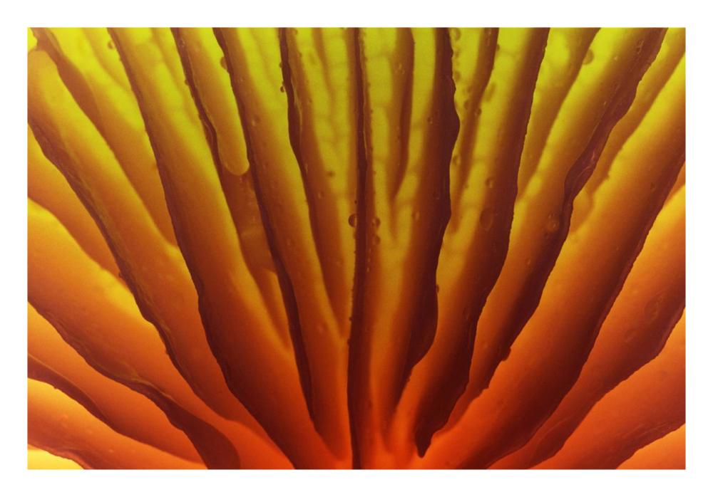 Porcelain Mushroom or Poached Egg Fungus detail of gills on the underside, Europe-Paper Art-26"x18"