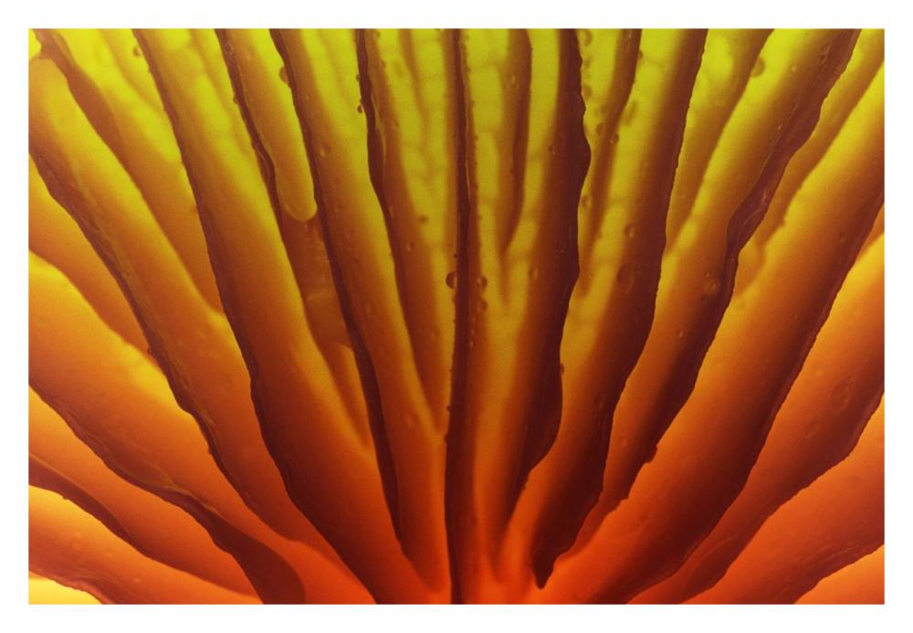 Porcelain Mushroom or Poached Egg Fungus detail of gills on the underside, Europe-Paper Art-32"x22"