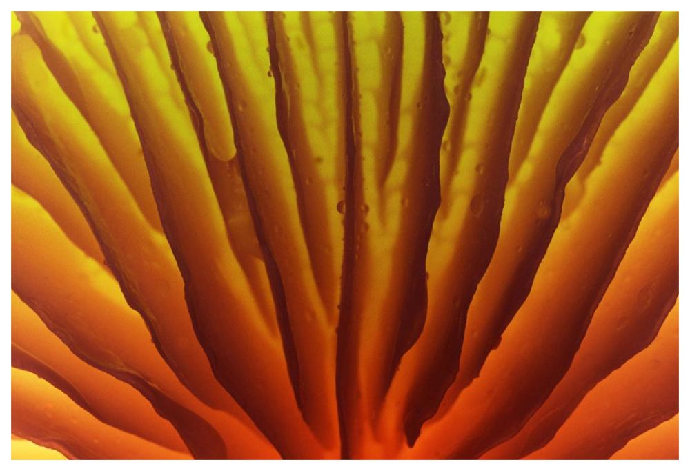 Porcelain Mushroom or Poached Egg Fungus detail of gills on the underside, Europe-Paper Art-62"x42"