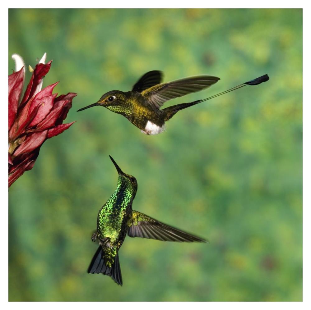 Booted Racket-tail hummingbird and Western Emerald hummingbird, Ecuador-Paper Art-38"x38"