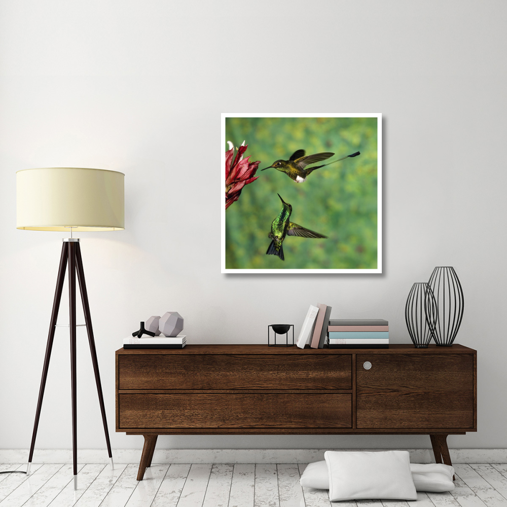 Booted Racket-tail hummingbird and Western Emerald hummingbird, Ecuador-Paper Art-38&quotx38"
