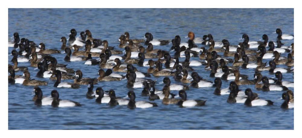 Lesser Scaup flock on lake, North America-Paper Art-38"x17.48"