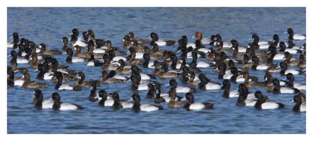 Lesser Scaup flock on lake, North America-Paper Art-46"x20.92"