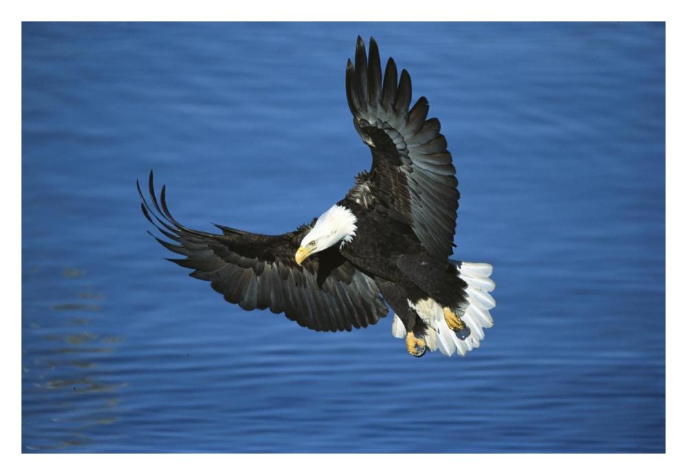 Bald Eagle flying over water, Kenai Peninsula, Alaska-Paper Art-32"x22"